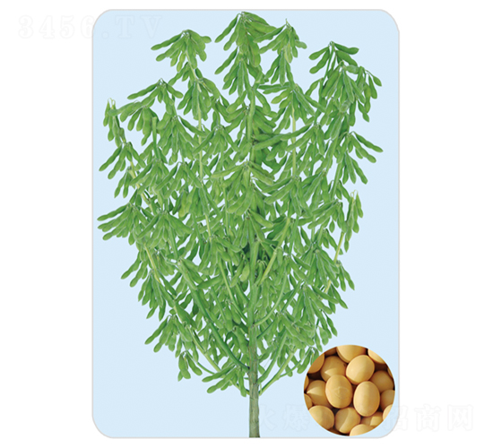 開(kāi)豆18-大豆種子-大豐種業(yè)