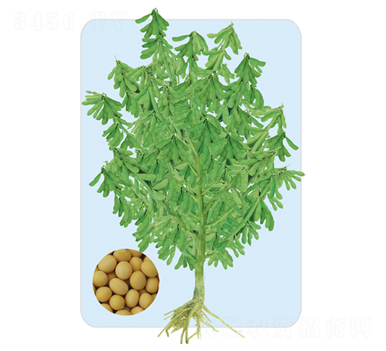 遼豆34-大豆種子-大豐種業