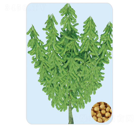 遼豆36-大豆種子-大豐種業