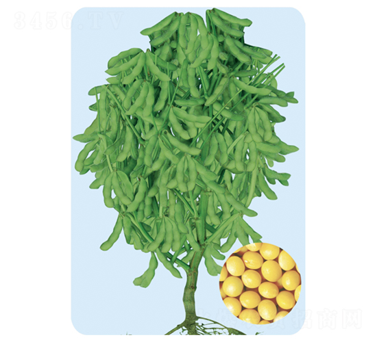 遼豆39-大豆種子-大豐種業
