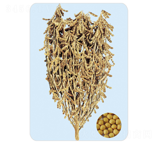 千斤豆-大豆種子-大豐種業