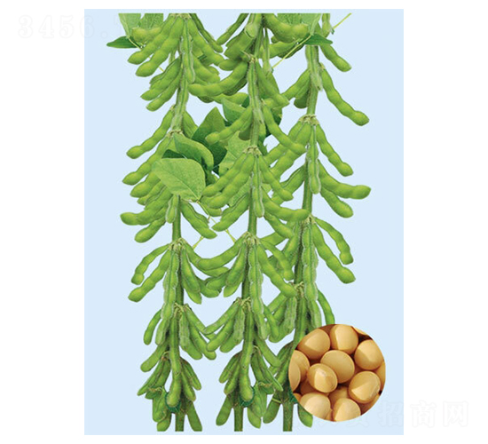北疆九一號-大豆種子-大豐種業