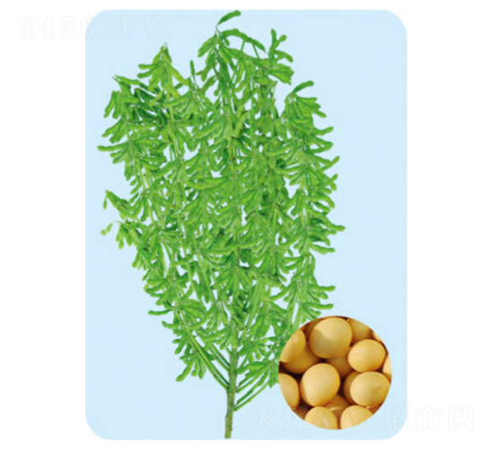 遼豆68-大豆種子-大豐種業