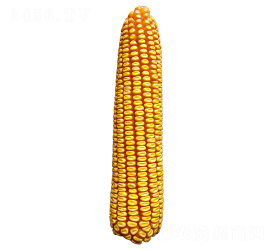 S811-׷N-ԣSNI