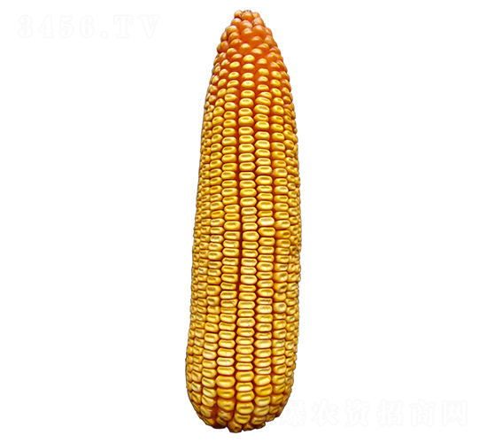 S615-׷N-ԣSNI