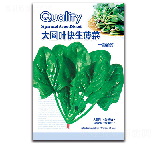 大圓葉快生菠菜-菠菜種子-京密種業