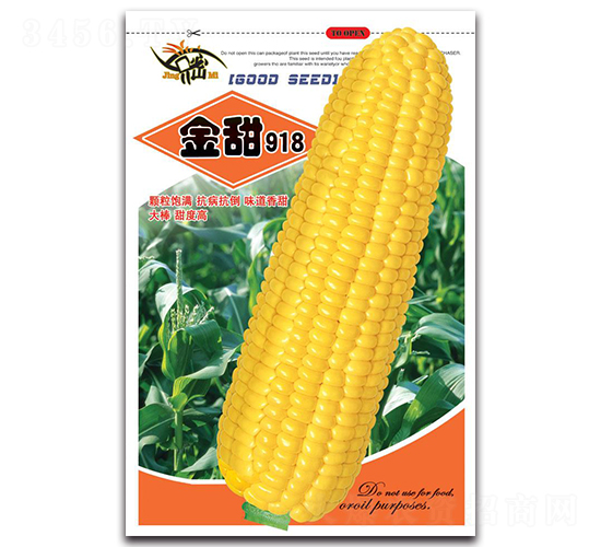 金甜918-甜玉米種子-京密種業