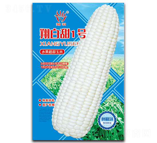 翔白甜1號-甜玉米種子-京密種業