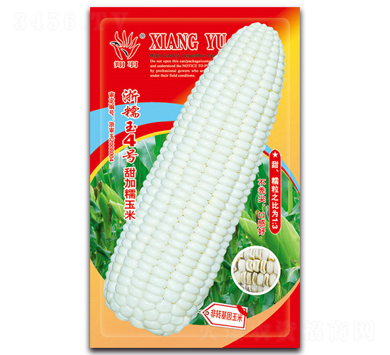 翔羽浙糯玉4號-糯玉米種子-京密種業