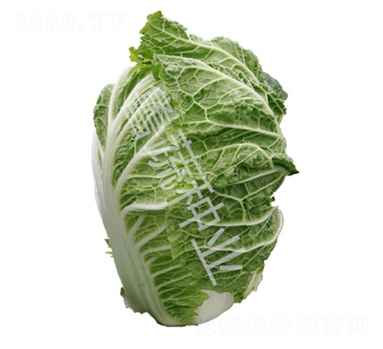 牛牌25號-白菜種子-魯蔬種業