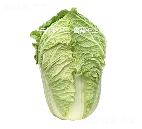 牛早秋1號-白菜種子-魯蔬種業