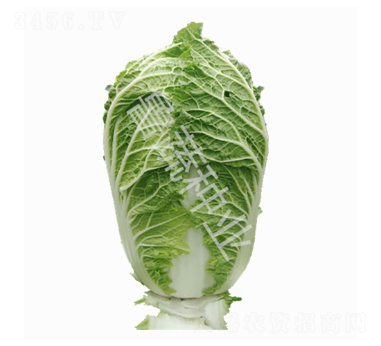 牛早秋5號-白菜種子-魯蔬種業