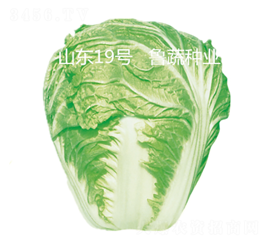山東19號-白菜種子-魯蔬種業