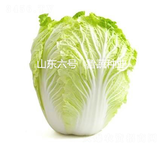 山東六號(hào)-白菜種子-魯蔬種業(yè)