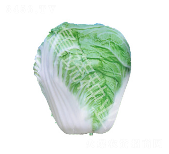 山東四號-白菜種子-魯蔬種業