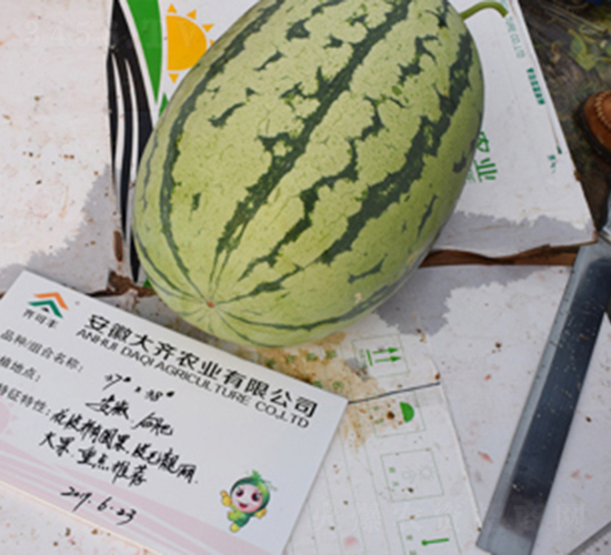大齊378-西瓜種子-大齊農業