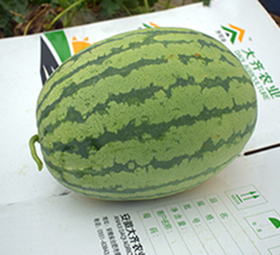 雙紅218-西瓜種子-大齊農(nóng)業(yè)