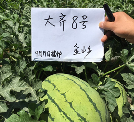 大齊八號-西瓜種子-大齊農業