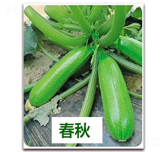 欣瑞1506-西葫蘆種子-天瑞種子