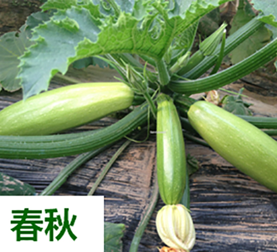 欣瑞1217-西葫蘆種子-天瑞種子