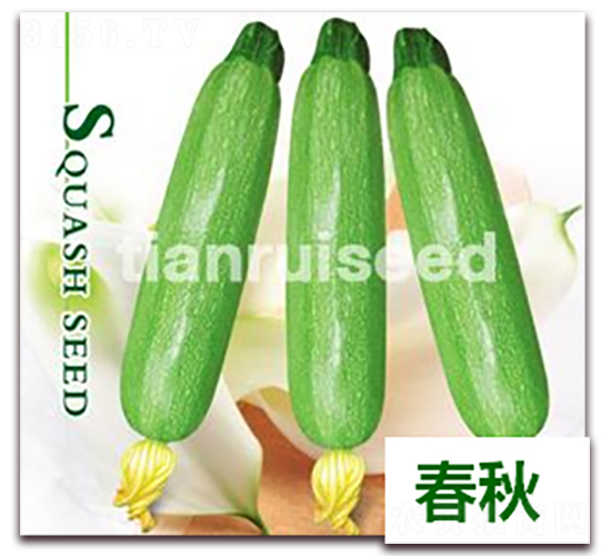 夏瑞-西葫蘆種子-天瑞種子