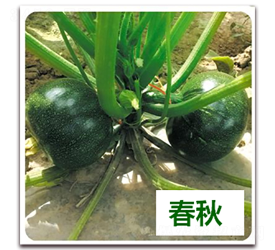 碧玉-西葫蘆種子-天瑞種子