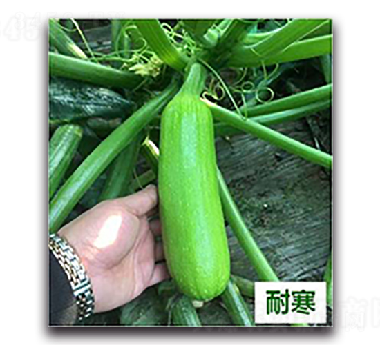 æ¬£ç‘ž28è™Ÿ(hÃ o)-è¥¿è‘«è˜†ç¨®å­-å¤©ç‘žç¨®å­