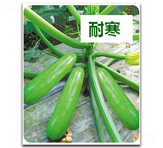 欣瑞18號-西葫蘆種子-天瑞種子