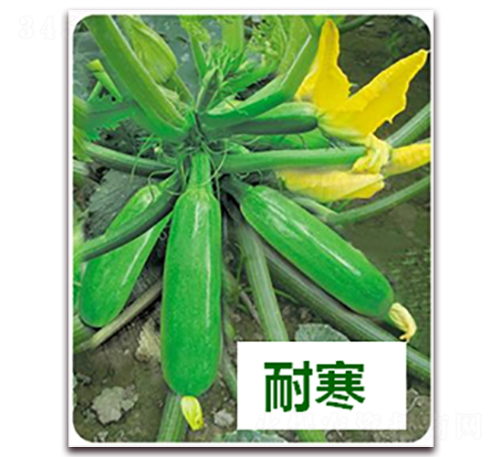 欣瑞8號-西葫蘆種子-天瑞種子