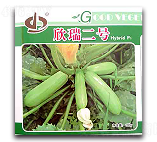 欣瑞二號-西葫蘆種子-天瑞種子