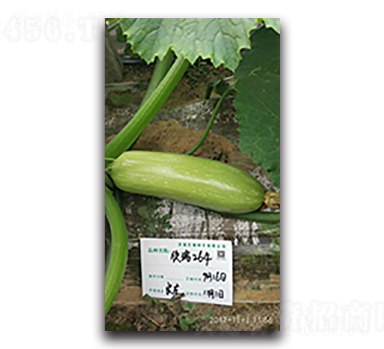 欣瑞264-西葫蘆種子-天瑞種子