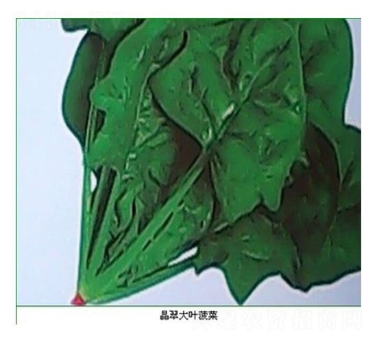 晶翠大葉菠菜-菠菜種子-睿優(yōu)農業(yè)