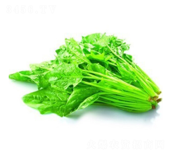 睿優尖葉大菠菜-菠菜種子-睿優農業