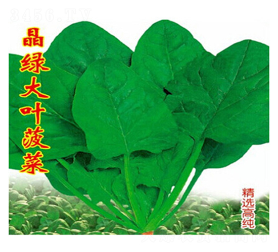 晶綠大葉菠菜-菠菜種子-睿優農業