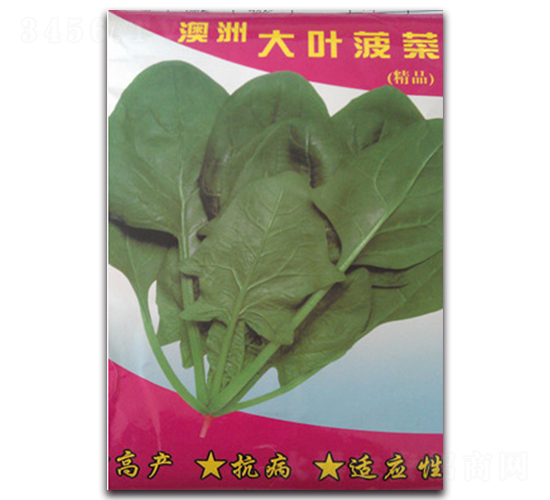 澳洲大葉菠菜-菠菜種子-睿優農業