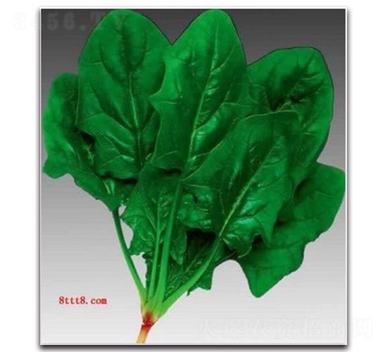 睿優圓葉菠菜-菠菜種子-睿優農業