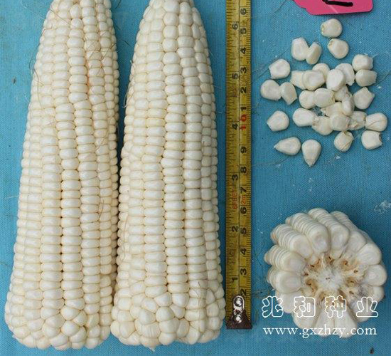 兆香糯3號-玉米種子-兆和種業