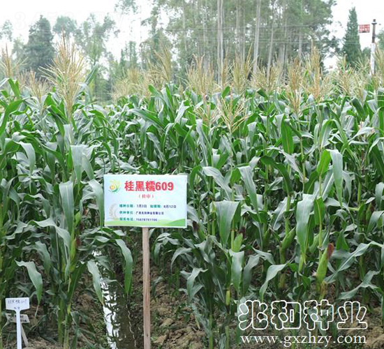 桂黑糯609-糯玉米種子-兆和種業