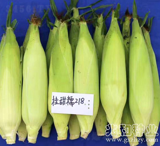桂甜糯218-糯玉米種子-兆和種業