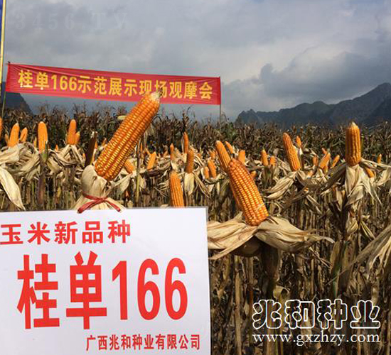 桂單166-玉米種子-兆和種業
