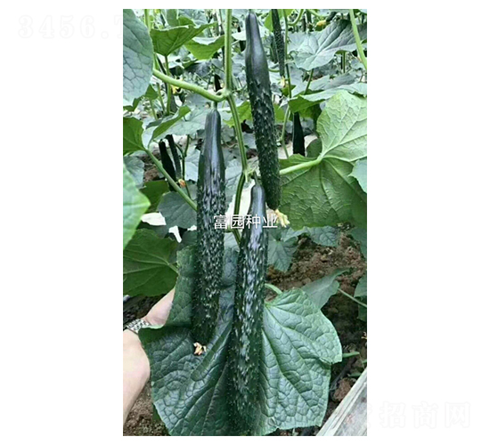 尤生1號-黃瓜種子-富園種業