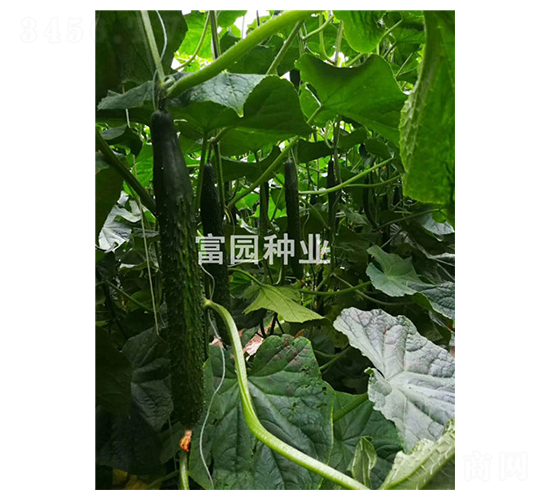 春風1號-黃瓜種子-富園種業