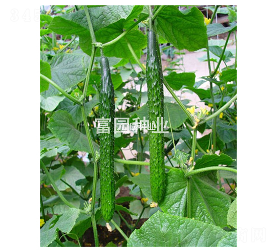 夏秋冠軍-黃瓜種子-富園種業