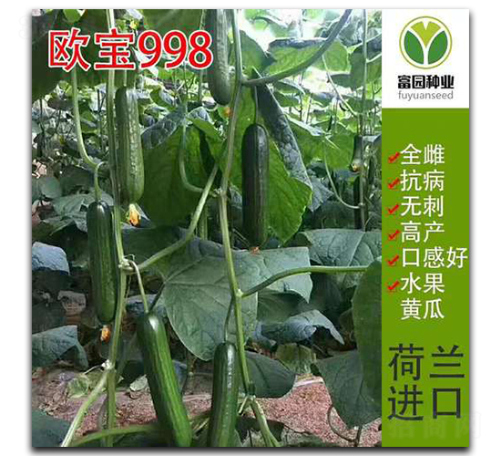 歐寶998-黃瓜種子-富園種業