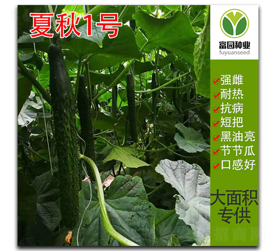 夏秋1號-黃瓜種子-富園種業