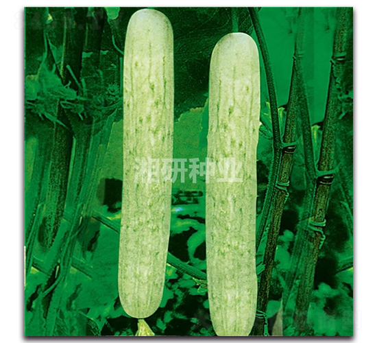 湘園一號-黃瓜種子-湘研種業