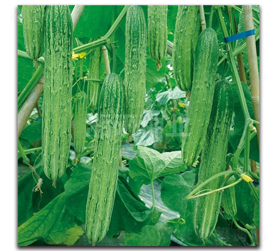 白麓三號-黃瓜種子-湘研種業