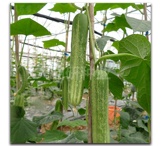 ç™½é·ºäºŒè™Ÿ-é»ƒç“œç¨®å­-æ¹˜ç ”ç¨®æ¥­