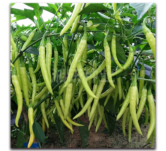 è¾£å­çŽ‹-æœå¤©æ¤’ç¨®å­-æ¹˜ç ”ç¨®æ¥­(yÃ¨)