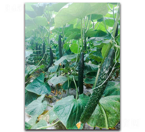 多綠士5號F1-黃瓜種子-唯農(nóng)種業(yè)